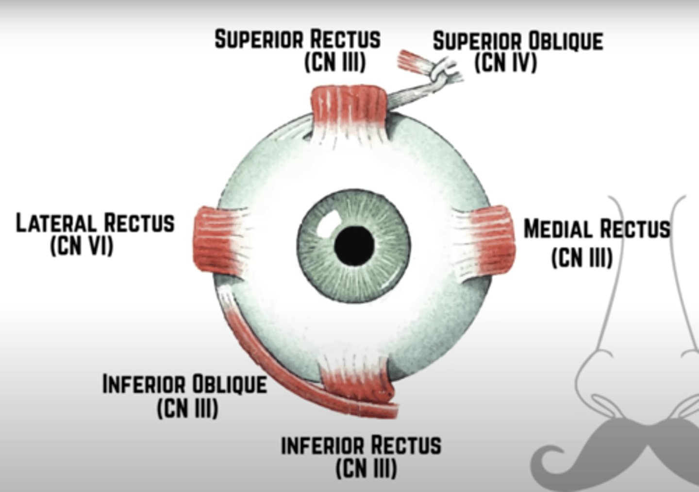 <p>A. Lateral Rectus and Superior Oblique</p><p>* LR = 6th cranial nerve</p><p>* SO = 4th cranial nerve</p><p>* All others = 3rd cranial nerve</p>