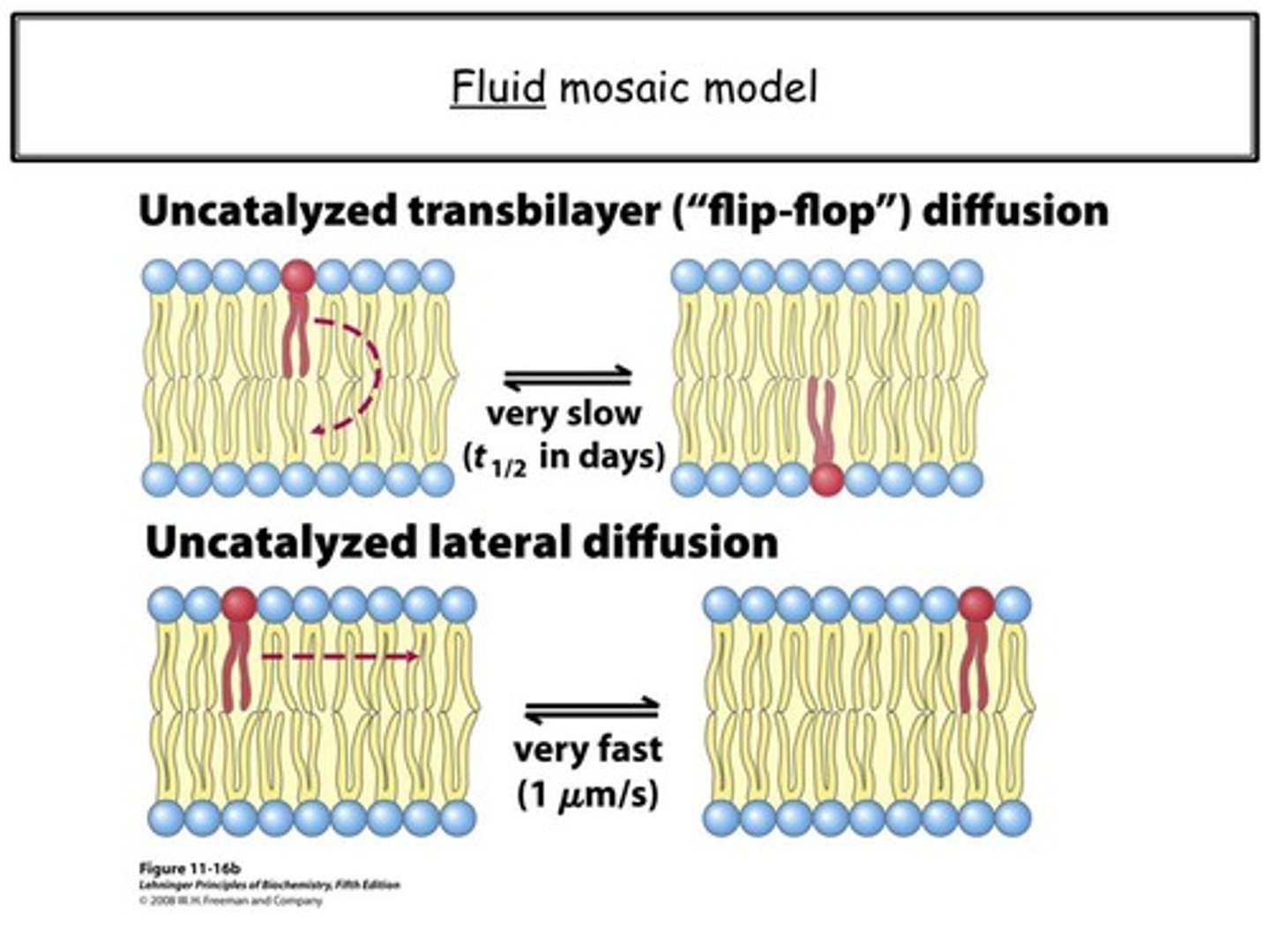 <p>Neither Transbilayer Diffusion nor Lateral Diffusion require energy.</p><p>Transbilayer Diffusion moves a lipid from one leaflet of the cell membrane to the other. This is a slow process.</p><p>Lateral diffusion moves a lipid from side to side. This is a fast process.</p>