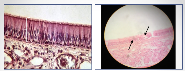 <p>Identify the layer name</p>