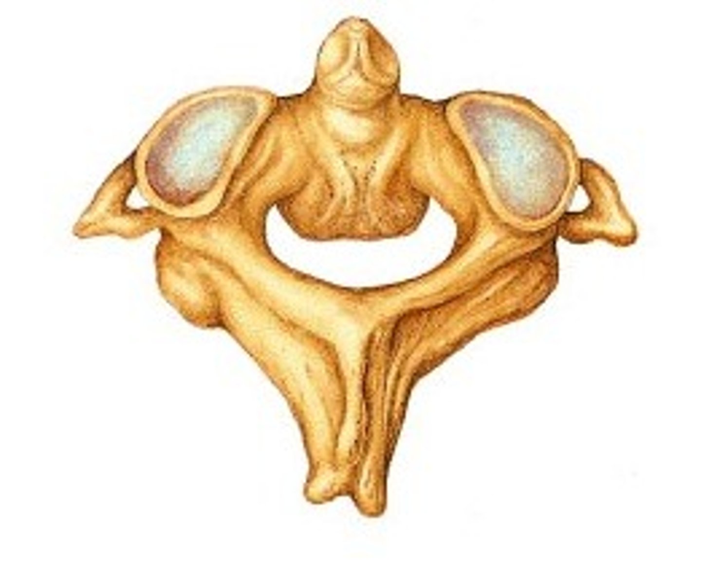 <p>acts as a pivot for the rotation of the atlas; C2</p>