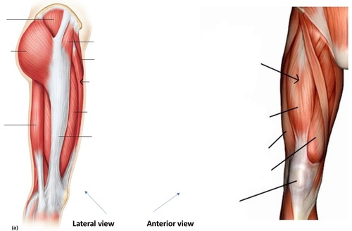 <p>What muscle is this?</p>