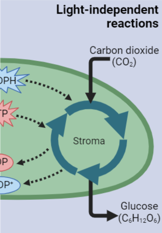 <ul><li><p><span style="background-color: transparent;"><strong><span>In Stroma </span></strong></span></p></li><li><p><span style="background-color: transparent;"><span>biochemical energy is used to convert carbon dioxide into glucose</span></span></p></li></ul><p></p>