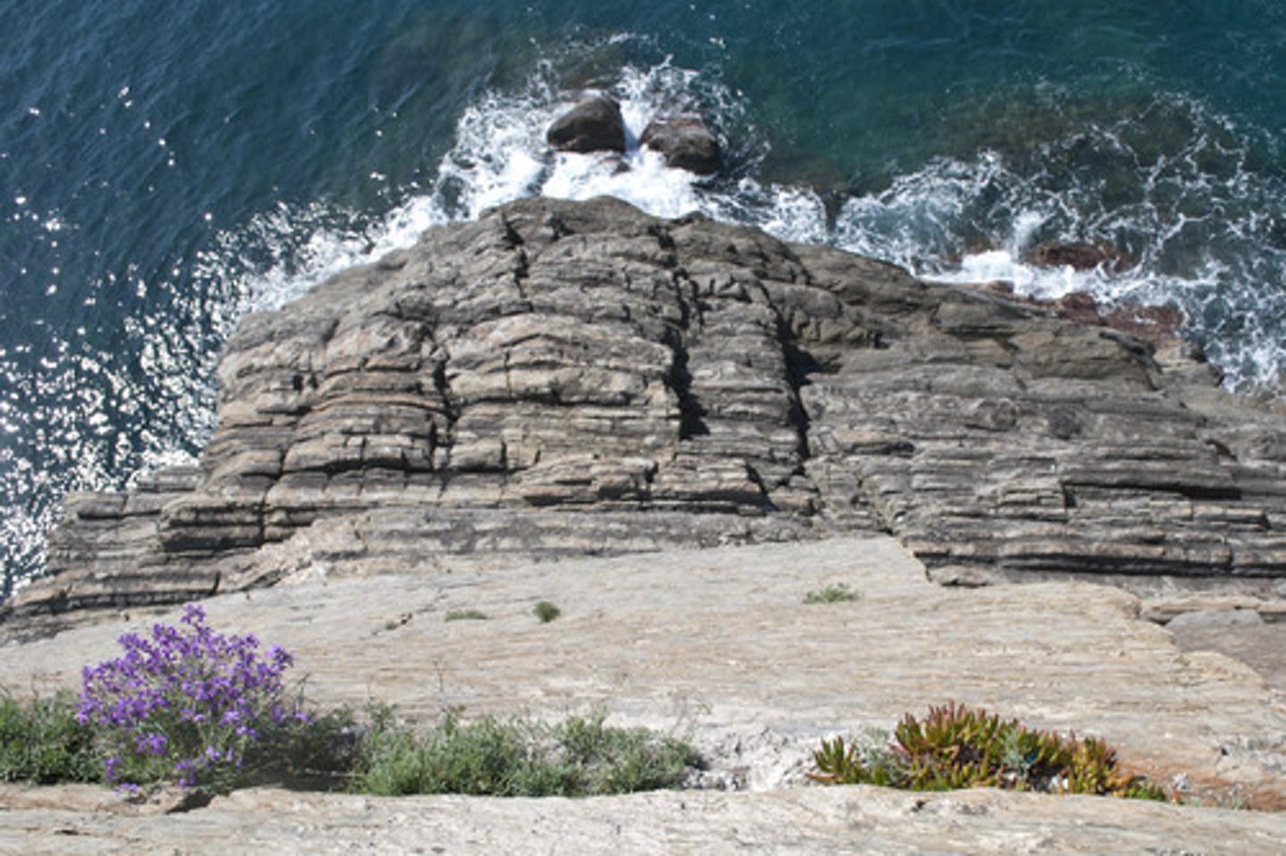<p>a type of ecological succession that occurs in an area where no biotic community previously existed, always beginning with barren rock</p>