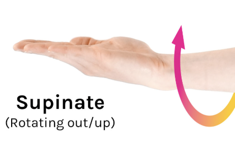 <p>Forearm Supination</p>