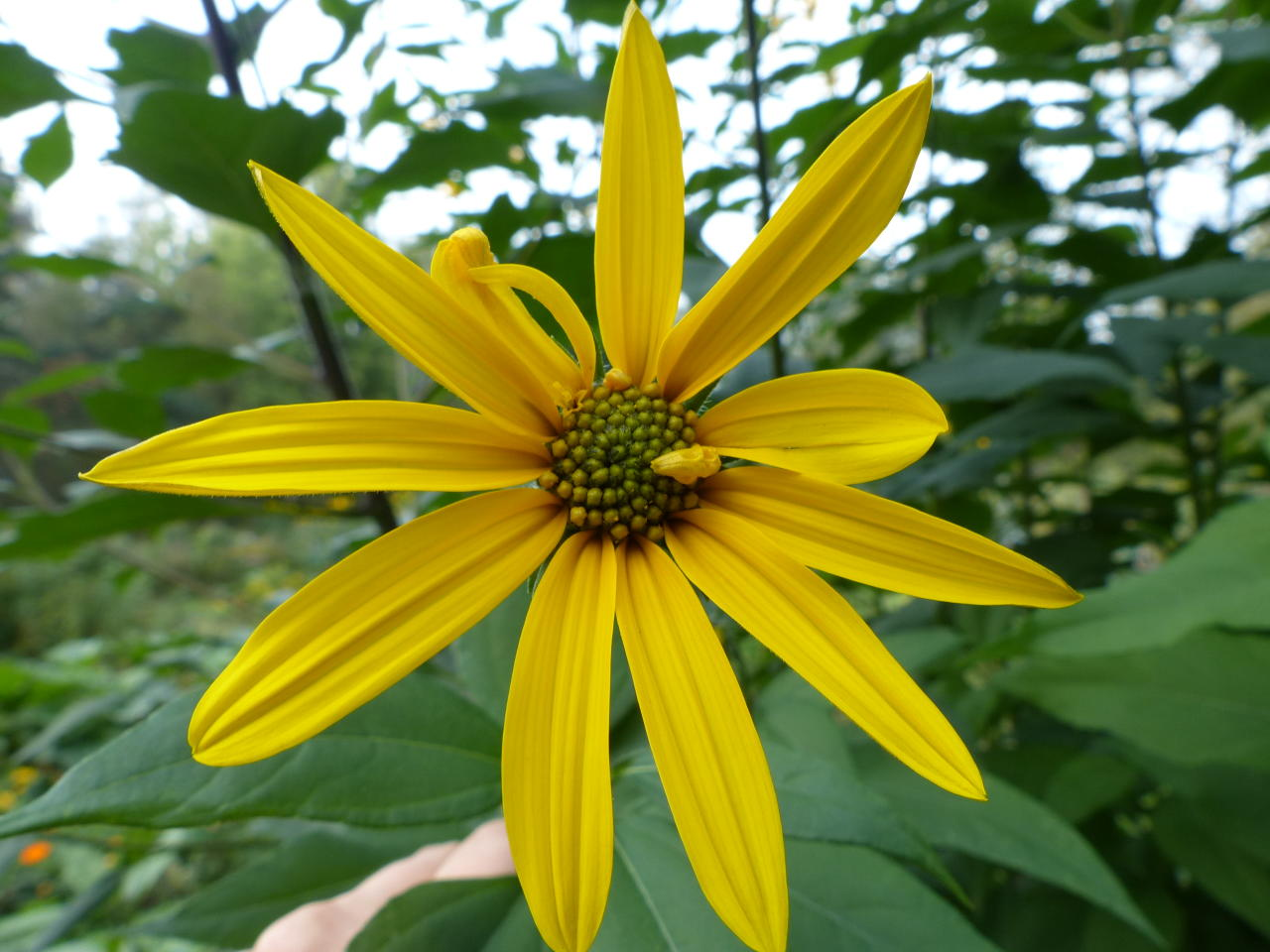 <p>Maa-artisokka</p>