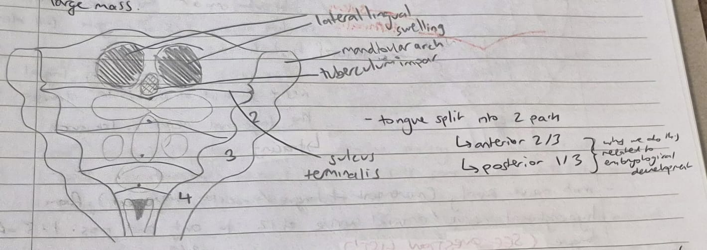 <ul><li><p>2 other swellings appear</p></li><li><p>these enlarge rapidly and merge with each other and with the tuberculum impar to cover it and form a large mass</p></li></ul><p></p>