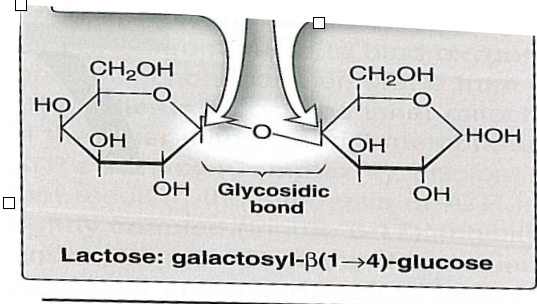 <p>Lactose. made up of a glucose and beta-galactose. beta(1-4) </p>