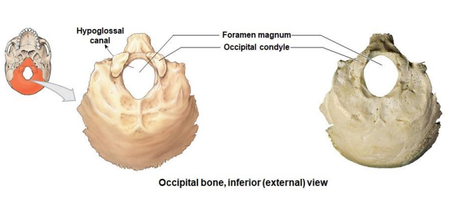 <ul><li><p>Hypoglossal Canal</p></li><li><p>Foramen magnum</p></li><li><p>Occipital condyle</p></li></ul>