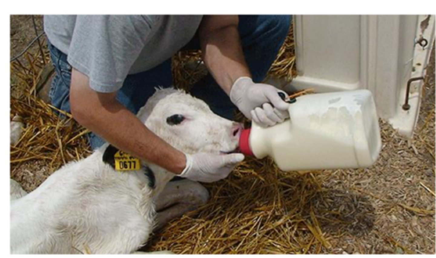 <p>how should reluctant calves be fed colostrum</p>