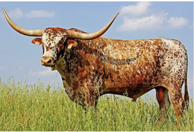 <p>*Iconic breed*, eat wider range of grasses, plants, and weeds, produces very lean beef, longevity, *docility*</p>