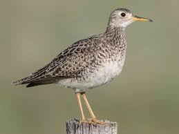 <p>Identify this bird and its habitat</p>