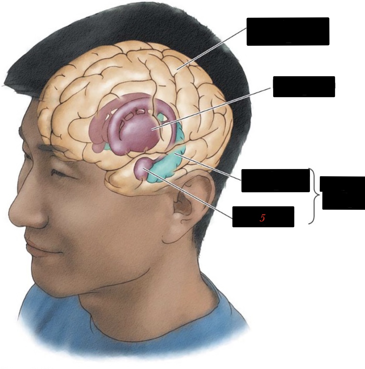 regulates emotions such as fear and agression