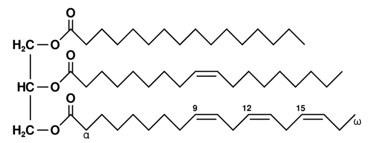 <p>explain how triglycerides form by condensation reactions ?</p>