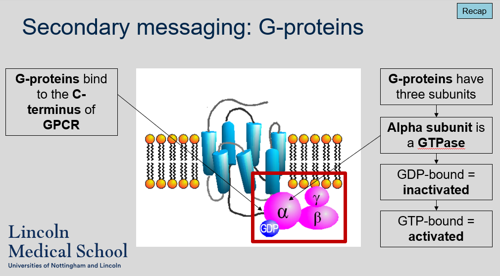 <ol><li><p>G-proteins are intracellular signaling molecules that bind to the C-terminus of activated GPCRs and transmit signals to downstream effector molecules.</p></li><li><p>G-proteins have three subunits, which are called alpha, beta, and gamma.</p></li><li><p>The alpha subunit of a G-protein is a GTPase, meaning it can hydrolyze GTP (guanosine triphosphate) to GDP (guanosine diphosphate) and release energy. When the alpha subunit is bound to GDP, it is inactivated and unable to transmit signals downstream. However, when it is bound to GTP, it is activated and can dissociate from the beta and gamma subunits to interact with downstream effector molecules.</p></li></ol>