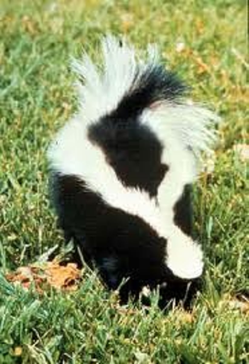 <p>striped skunk</p>