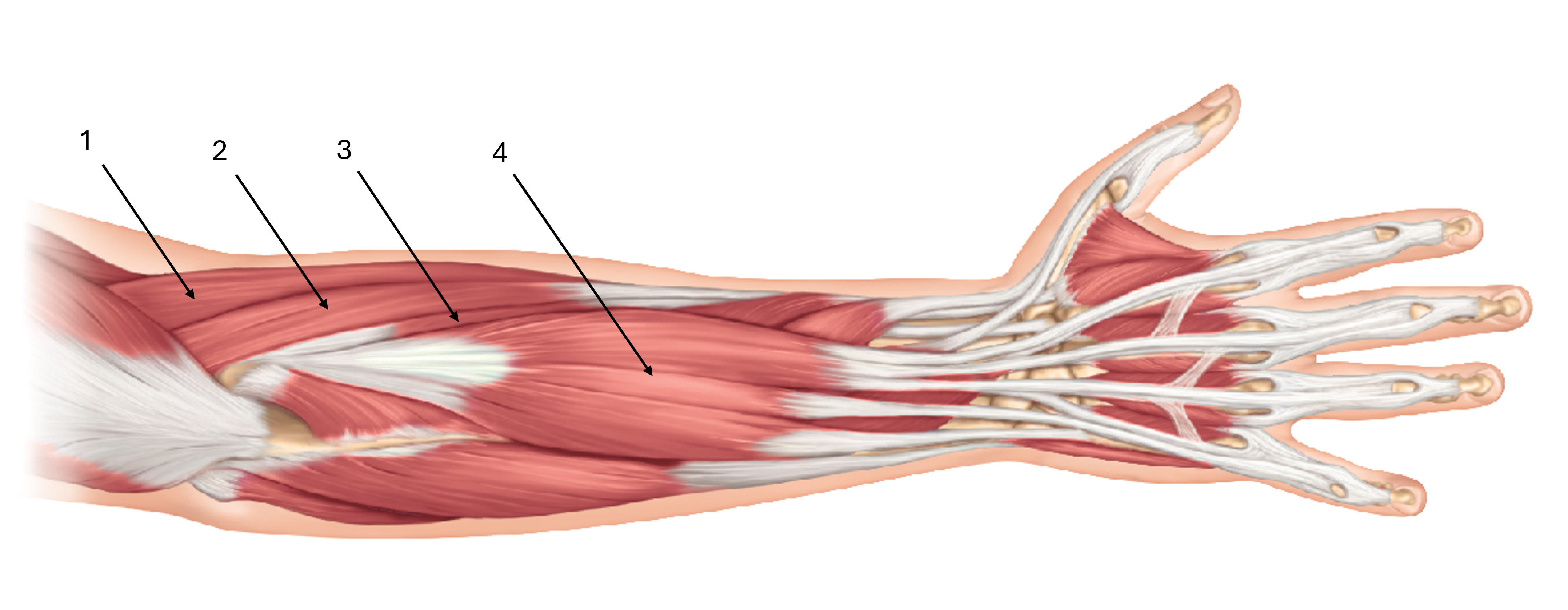 <p>label this diagram of the superficial layer of muscles of the posterior forearm</p>