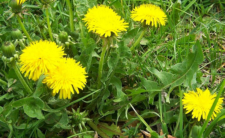 <p>smetánka lékařská </p>