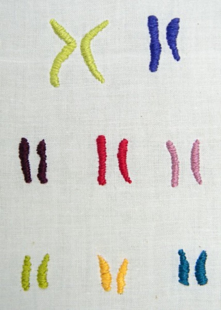 <p>In chromosomes!</p>