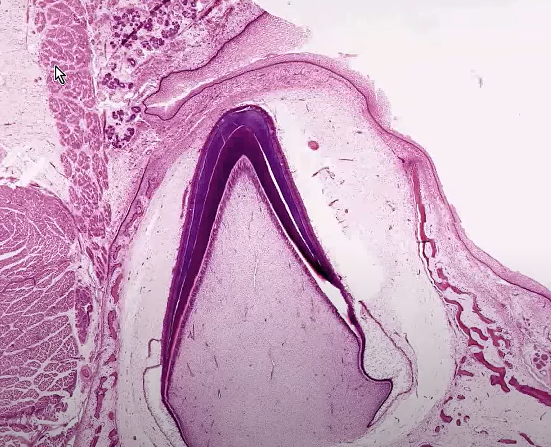<p>Organ?</p>