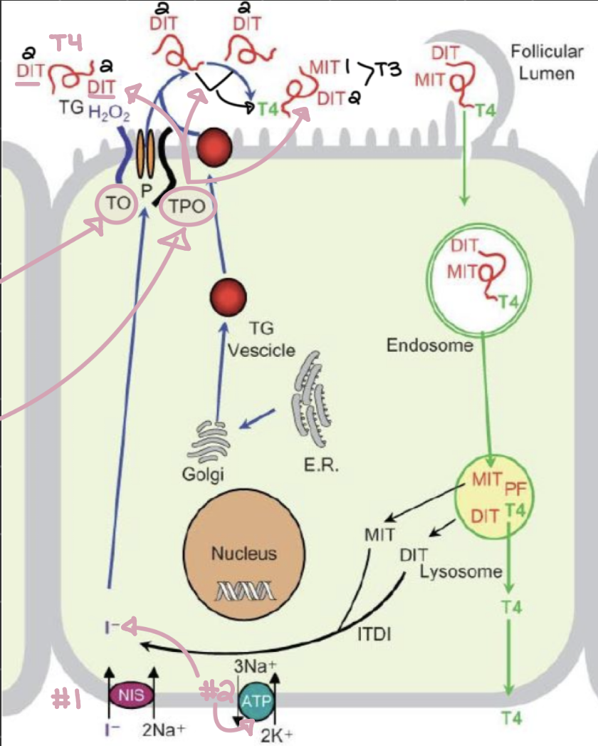 <p>describe the process of thyroid hormome secretion, starting with iodide entering the cell </p>