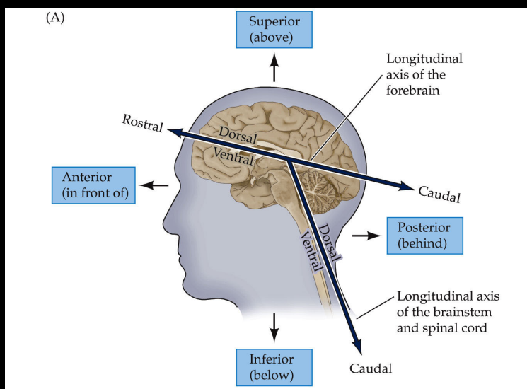 <p>toward back of brain on longitudinal axis</p>