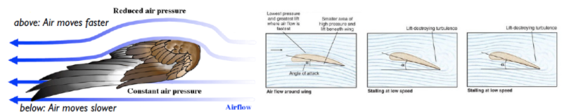 <p>streamlined (very tight feathers), leading edge meets the air<br>diff in air pressure on upper and lower surface + downward movement of air = <u>lift</u><br>lift:drag ratio made by ANGLE OF ATTACK and AIRSPEED<br>lift made at low speeds by <span>↑ angle of attack, but it makes stall/turbulence (going down). The stall is <u>prevented</u> by WING SLOTS</span></p>