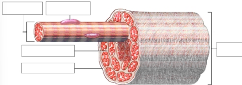 <p>Internal structure of a fascicle - Endomysium: What is it made of? What does it surround?</p>