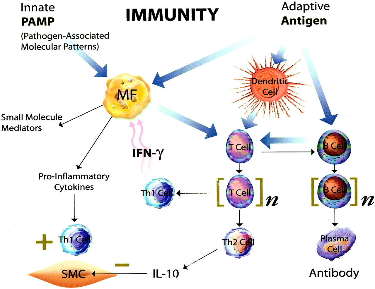 <p><span style="color: red"><strong>The body's ability to resist or eliminate infections and diseases, often enhanced by vaccines. </strong></span></p>