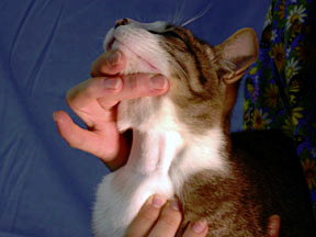 knowt flashcard image