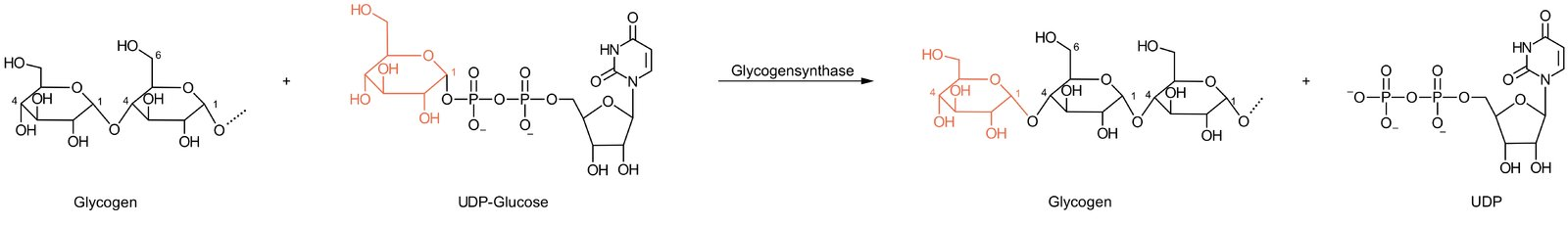 <p>E. UDP-glucose</p>