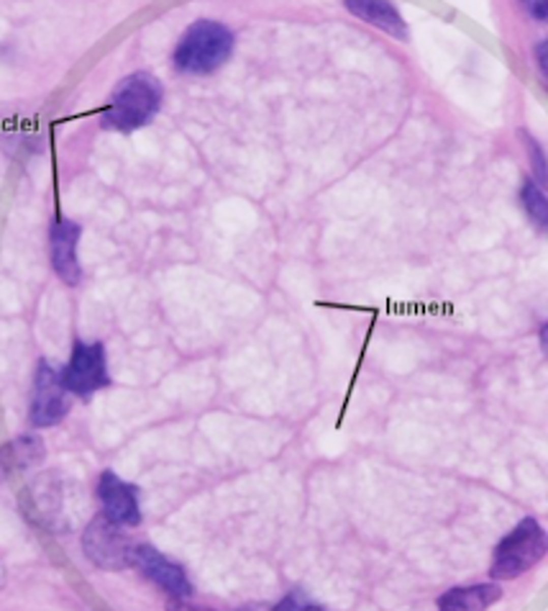 <p>what type of glands are shown</p>