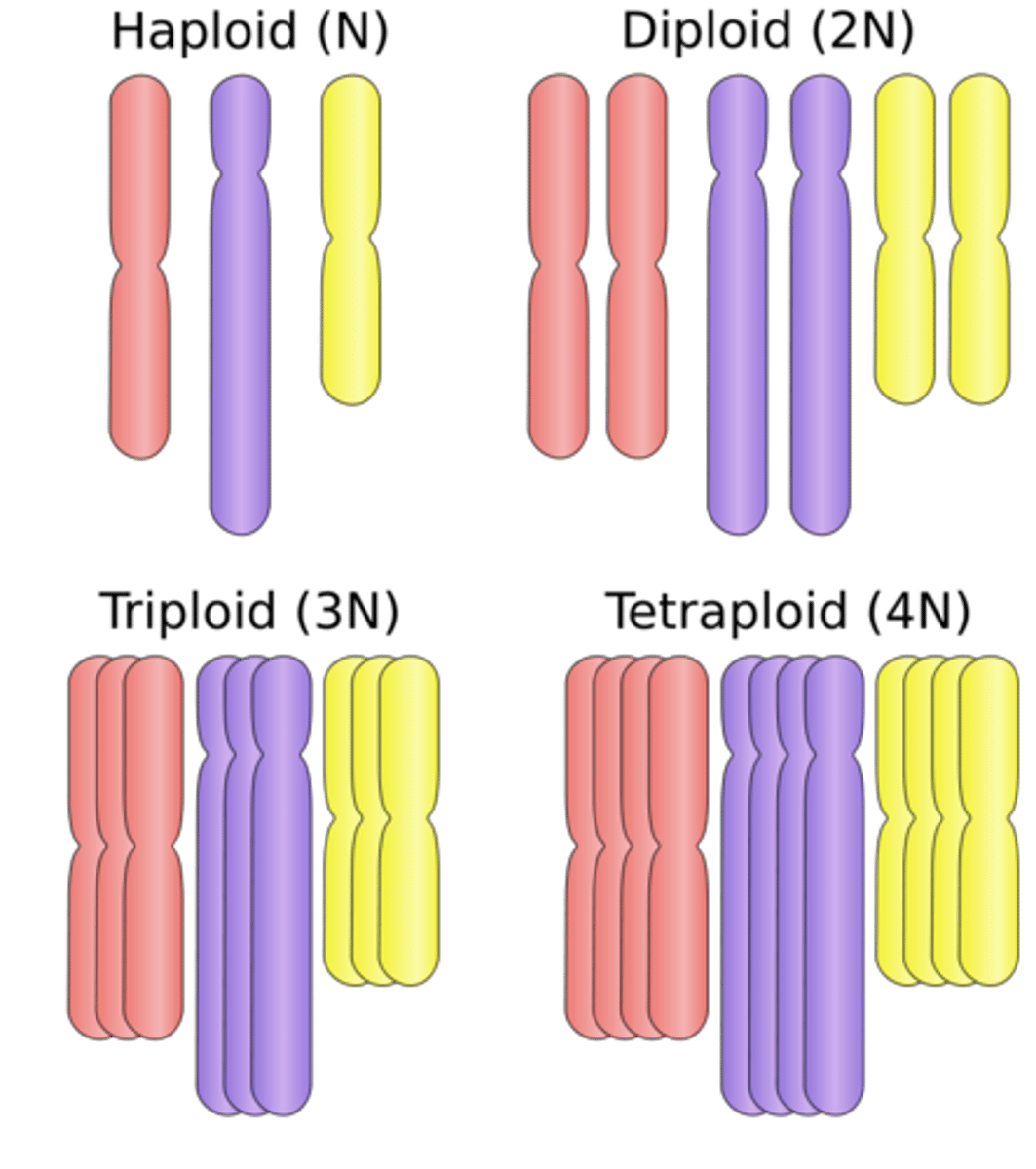 <p>polyploids</p>