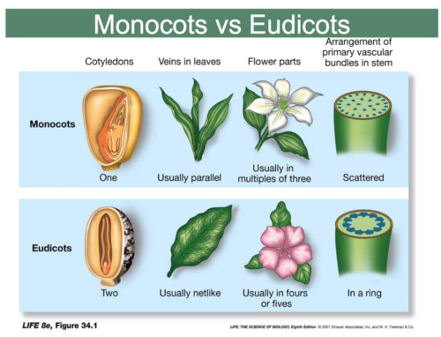 <p>two cotyledons; flower parts arranged in 4 or 5; networked leaf venation; one main taproot with smaller fibrous roots attached; vascular bundles in ring in stem, X-shape in the root; woody tissue</p>