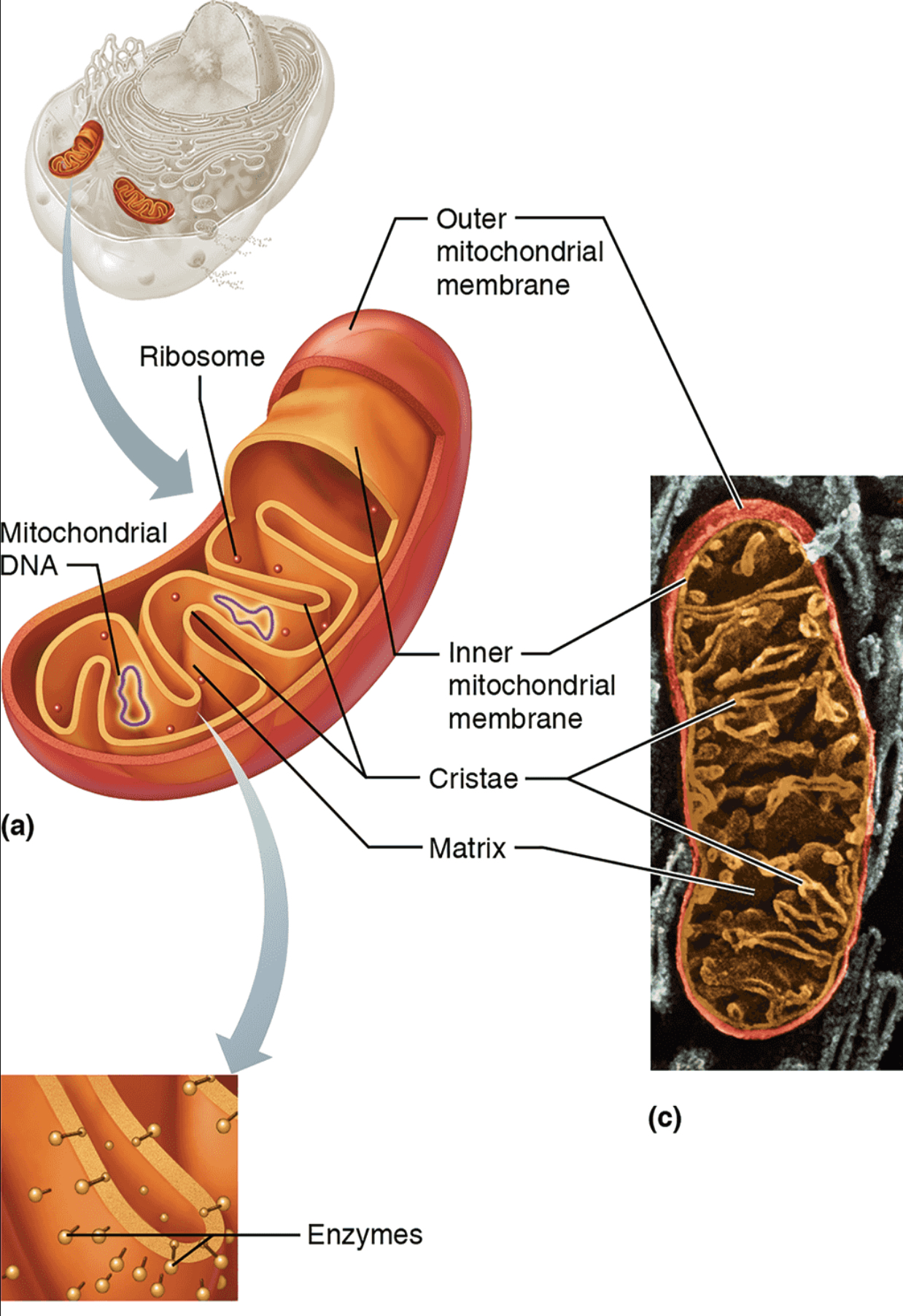 <p>Mitochondria</p>