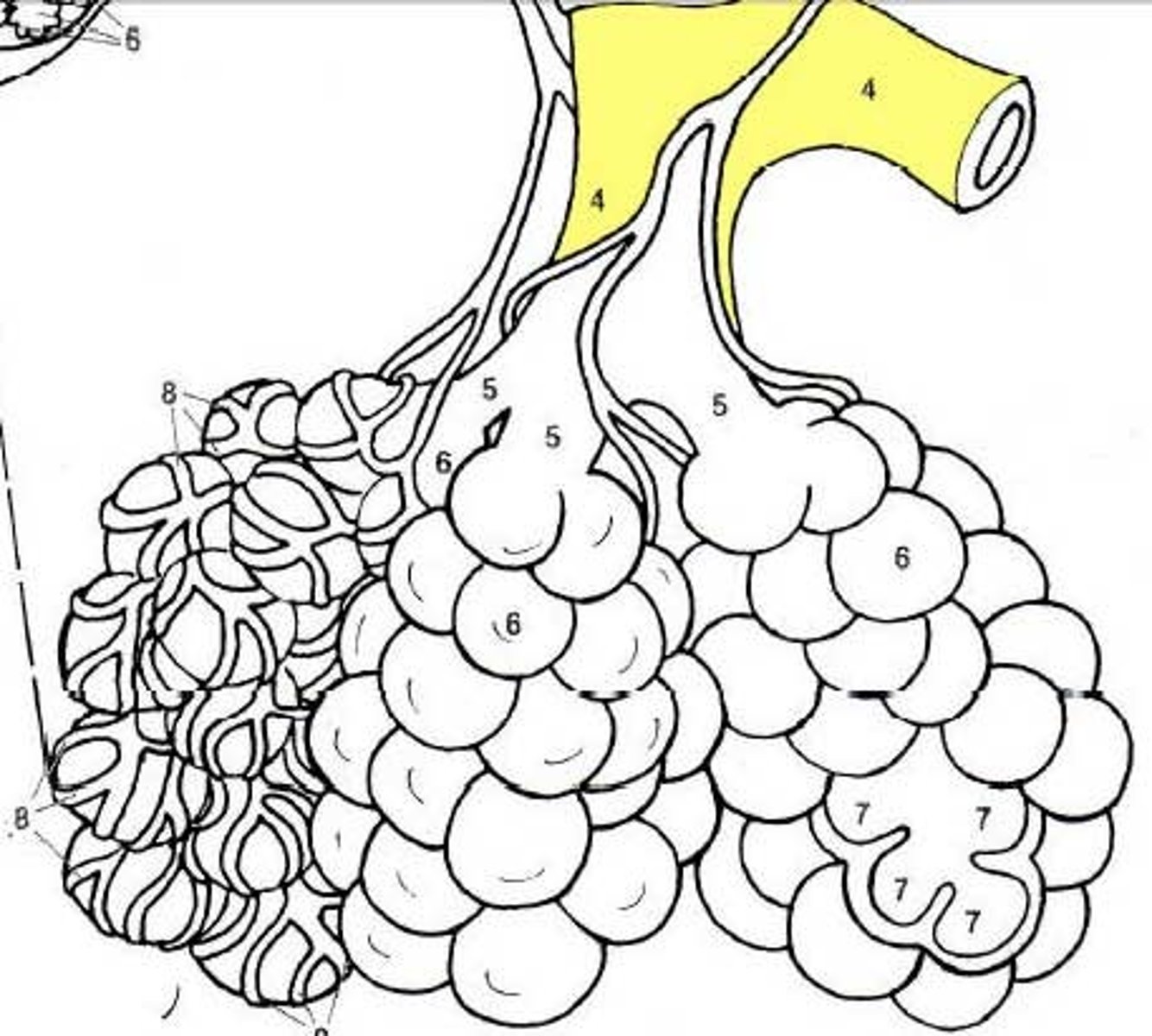 <p>DEFINITION</p><p>smaller tubes feeding off the bronchi into each lung</p>