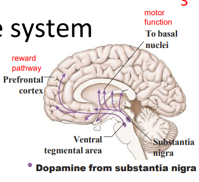 <p>GENERAL SYSTEM FOR CONTROL OF THE OVERALL LEVEL OF EXCITATION OF THE BRAIN:</p><p>- in reticular formation of pons and midbrain</p><p>- spreads throughout entire cortex</p><p>- causes acutely awake + excited nervous system</p><p>RAPID TRANSMISSION (ms) TO EXCITE THE CEREBELLUM:</p><p>- gigantocellular neurons: excitatory -> ACh (rapid acting, rapidly destroyed)</p><p>MAKES YOUR BRAIN ACUTELY AWAKE:</p><p>- ACh from the REA activates lots of other Glutamatergic neurons</p><p>SWITCHED FOF BY ITS OWN INHIBITORY AREA (serotonergic)</p><p>.</p><p>WAY TO RMBR: Acutely Awake and Active</p><p>.</p><p>- substantia nigra means black substance</p>