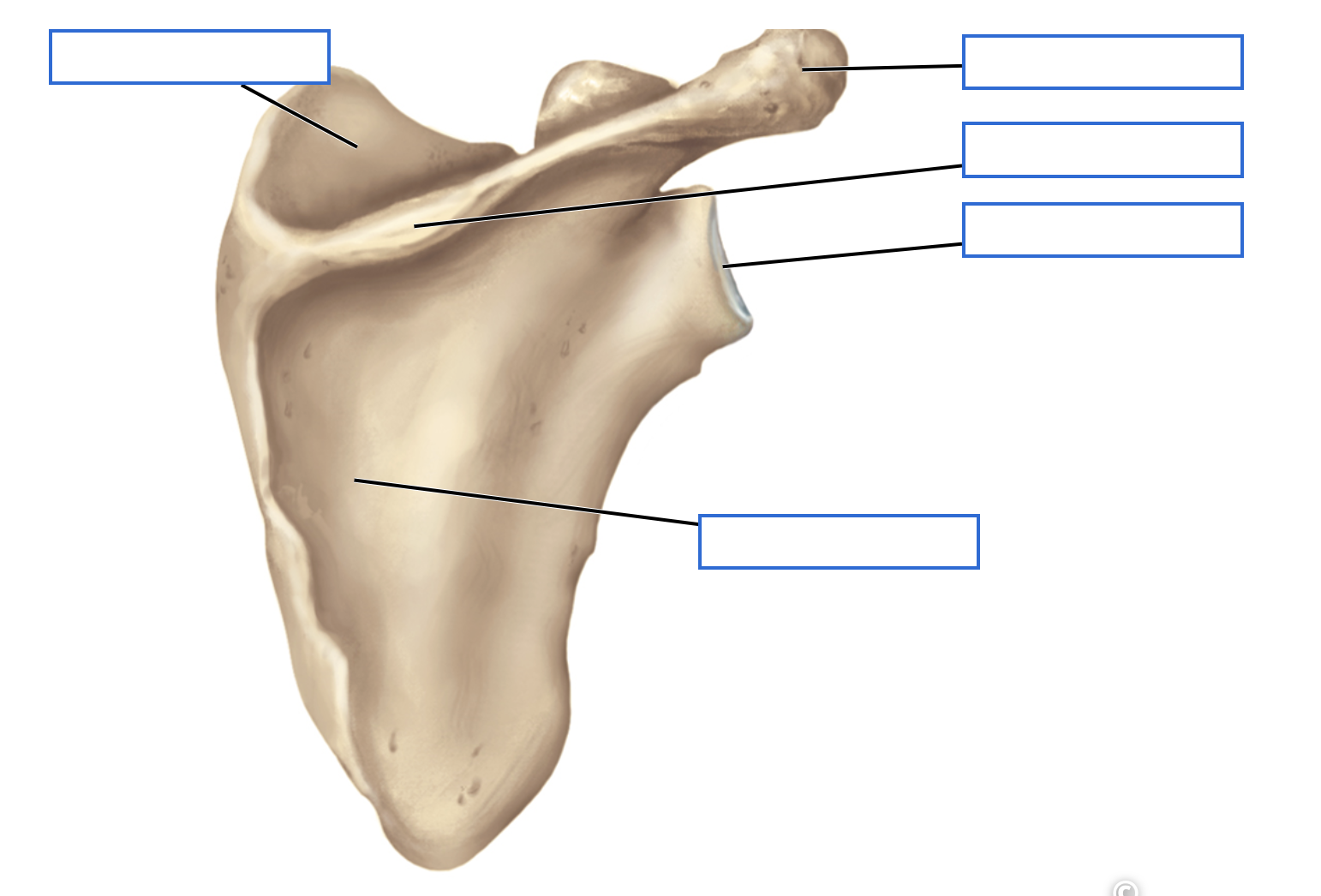 <p>Identify the bone features of the posterior scapula</p>