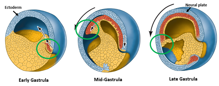 <p>As gastrulation proceeds, the Early Organizer tissue (which initially forms the dorsal blastopore lip) migrates into the embryo, moving anteriorly underneath the overlying ectoderm (blastocoel roof). </p><p>This movement lays down the cells that will form the anterior endoderm, prechordal plate mesoderm (important for head development), and then the notochordal mesoderm (axial mesoderm for the trunk and tail). </p><p>This migration establishes the A-P axis of the embryo.</p>