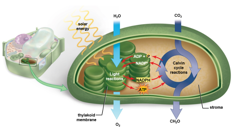 Ch 7: Photosynthesis Notes | Knowt