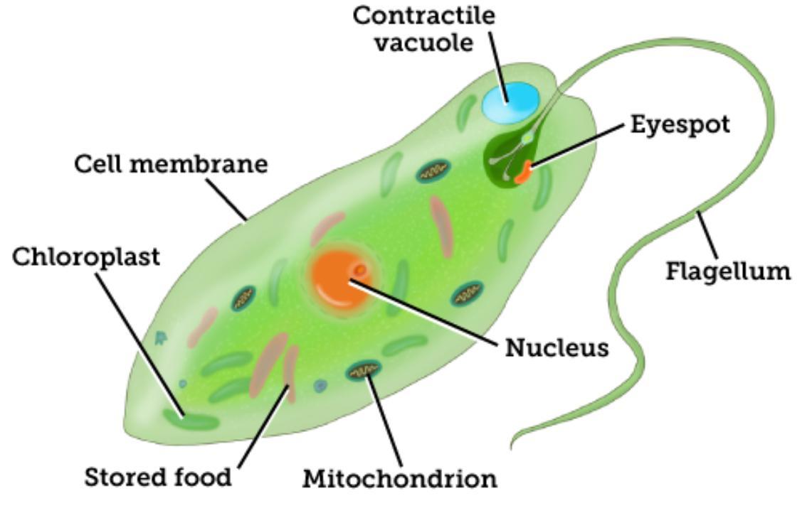 Which organelle is the control cener of the cell?