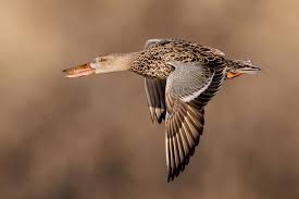 <p>Spatula clypeata</p>