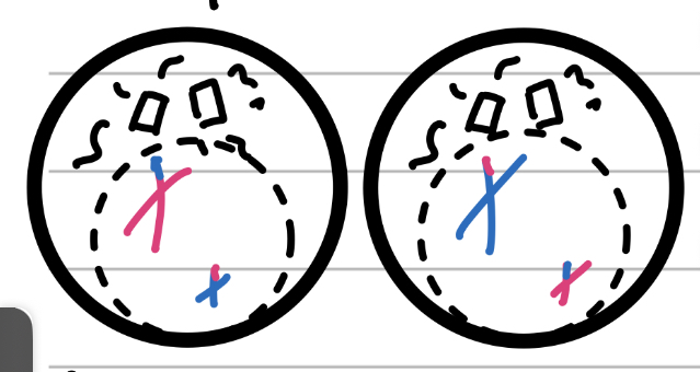<p>Prepare</p><ul><li><p>Centrioles move to the poles</p></li><li><p>Spindle fibres form</p></li><li><p>Centromeres form between sister chromatids</p></li><li><p>Nuclear membrane begins dissolving</p></li></ul>
