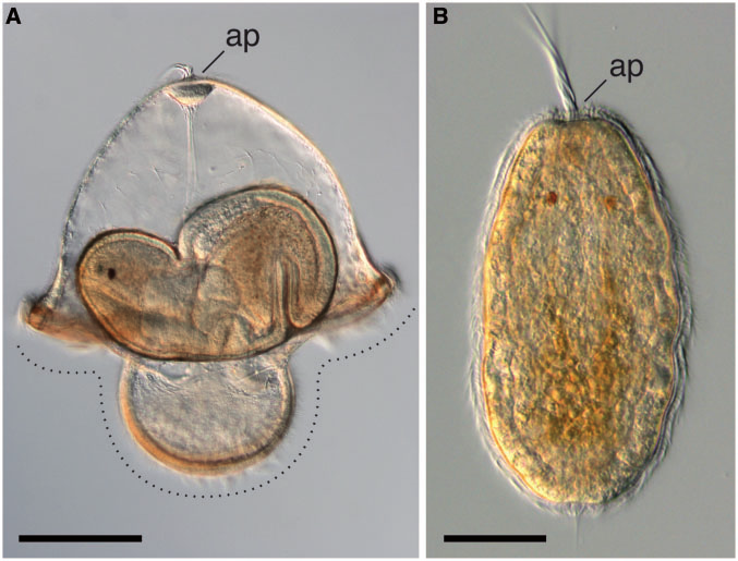 <p><span>meaning “cap” because the typical pilidium larva is shaped like a hat with earflaps that are pulled down over the ears</span></p>