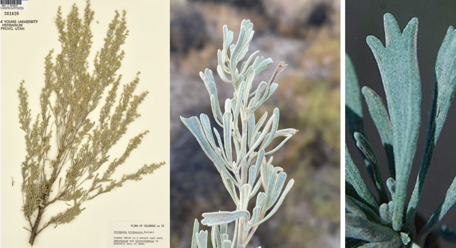 <p>Leaves and flowers mix</p><p>gray, shreddy branches</p><p>3 lobed leaves with no shoulder</p>