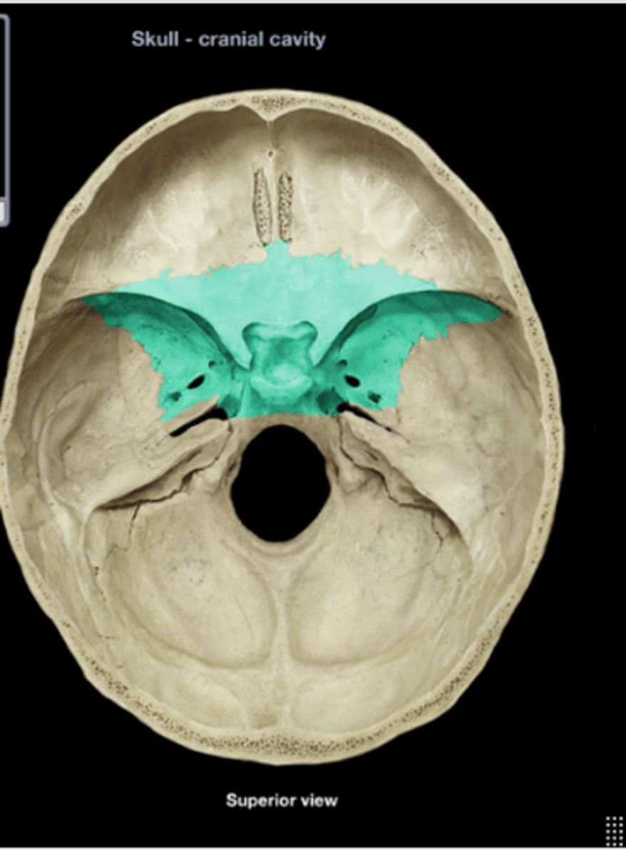 <p>Bone at the base of the skull.</p>