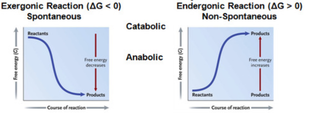 <p>Measures the portion of a cell's energy that is available to do work (G)</p>