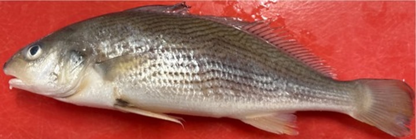 <p>yellowfin croaker</p><p>wavy lines of dark spots on body, single barbel on chin</p>