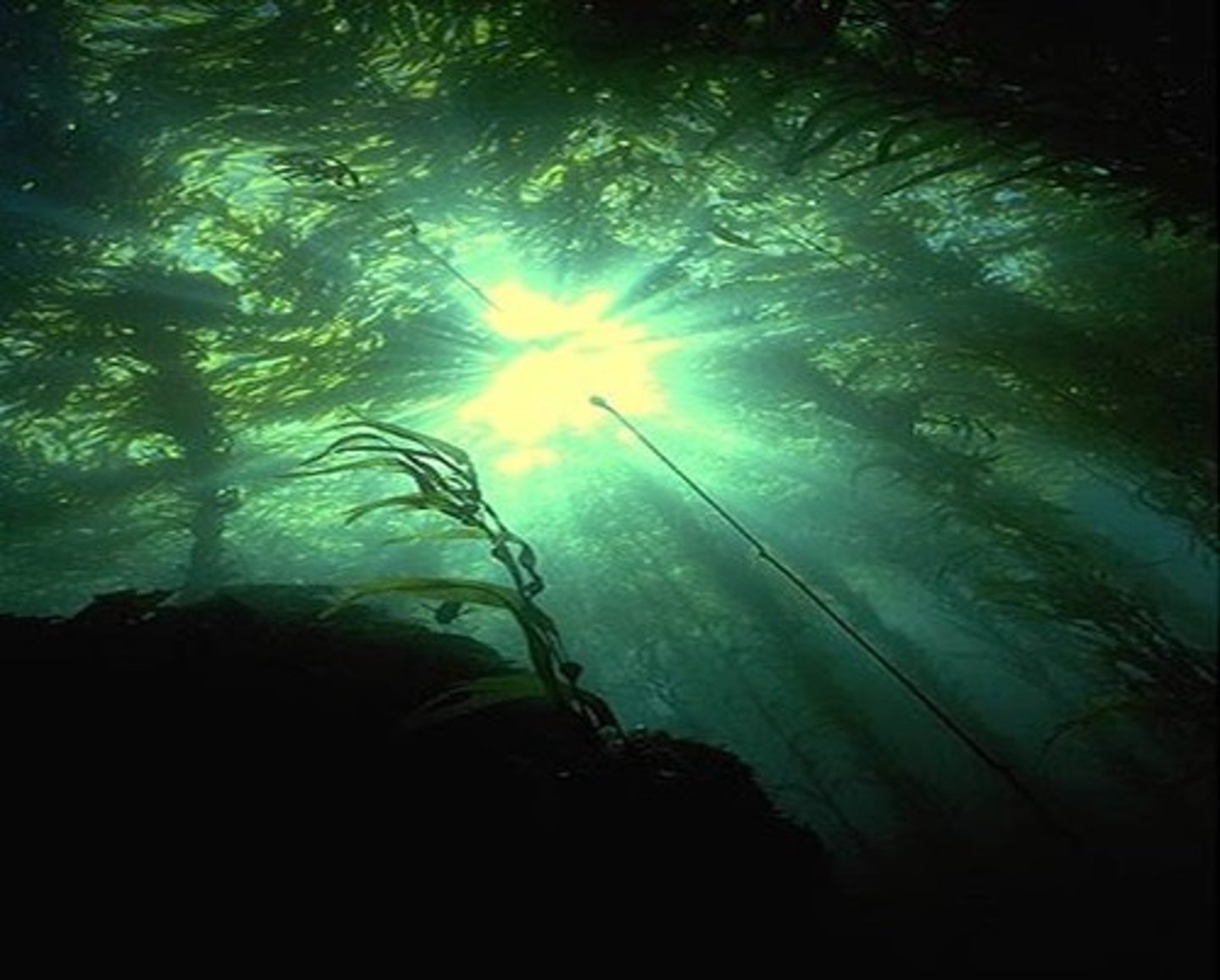 <p>- More variability than open ocean/deep sea; less than intertidal</p><p>- Very productive, high nutrients, little stratification, runoff from land</p><p>- Wave action (but less than in intertidal zone)</p><p>- Temperature, fully mixed water column; seasonal variation</p><p>- Debris, runoff, kelp, seagrass, high production of plankton can reduce light penetration</p><p>- High production of attached primary producers (kelp and seagrass)</p>