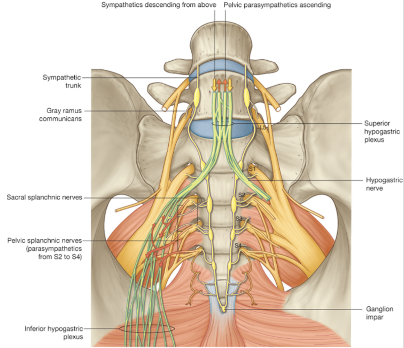 <ul><li><p>Sympathetic going to the pelvis need to descend</p></li></ul><ul><li><p>Parasympathetics going up to the colon need to ascend</p></li><li><p>Hypogastric nerve is the conduit in and out of the pelvis</p></li></ul><p>Some sympathelics that are paraaortic that reed to make their way down into pelvis to supply pelvic structures, form plexus above pelvis, travel down hypogastric nerve to supply sympathetics to pelvic structures. </p><p>At same rate, parasympathetics coming in from S2,S3,S4 form plexus to supply pelvic structures, travel up the abdomen to supply sone of the abdomen viscera (hind gut)</p>
