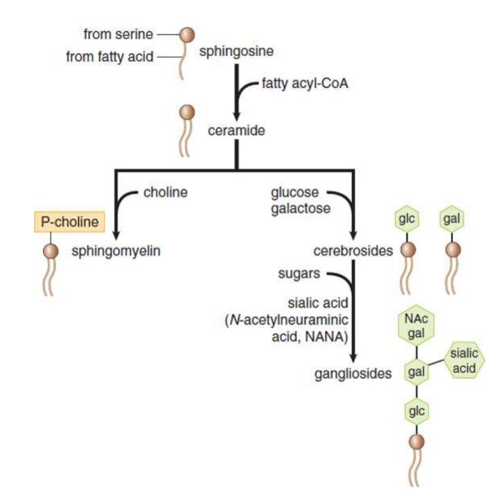 <p>do not contain glycerol but contain a hydrophilic region and two fatty acid–derived hydrophobic tails</p>